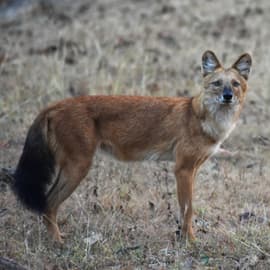 Wild Dogs or Dholes emit a series of yelps in a very high pitch, resembling the whistling sound giving them the name - Whistling Hunters.