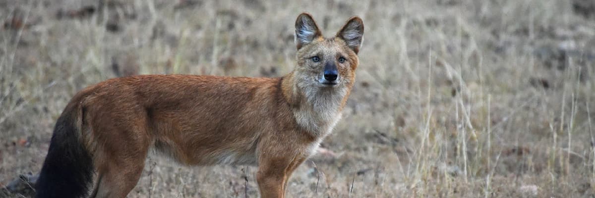 Whistling Hunters of Bor - Wild Dogs - WCT