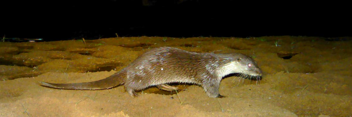 Eurasian Otters - Lost and Found – Wildlife Conservation Trust