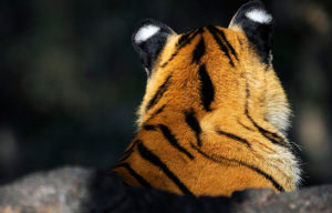 Save Our Tigers - Supported NGOs - Satpuda Foundation - WCT