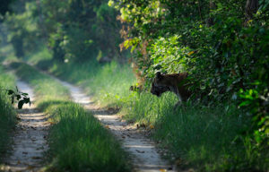 Save Our Tigers - Supported NGOs - TRACT - WCT