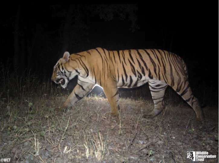 Camera Trap - Means of Counting progress - WCT