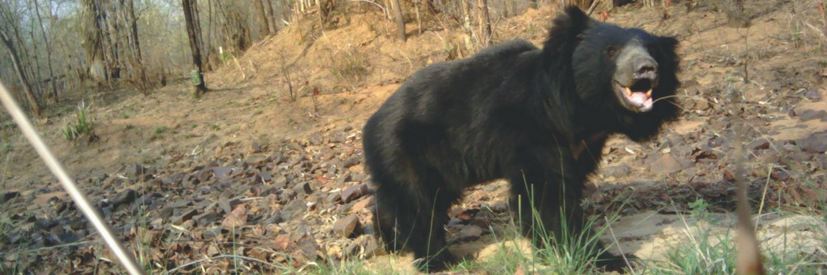 Work and Play in the Forest of NNTR - WCT