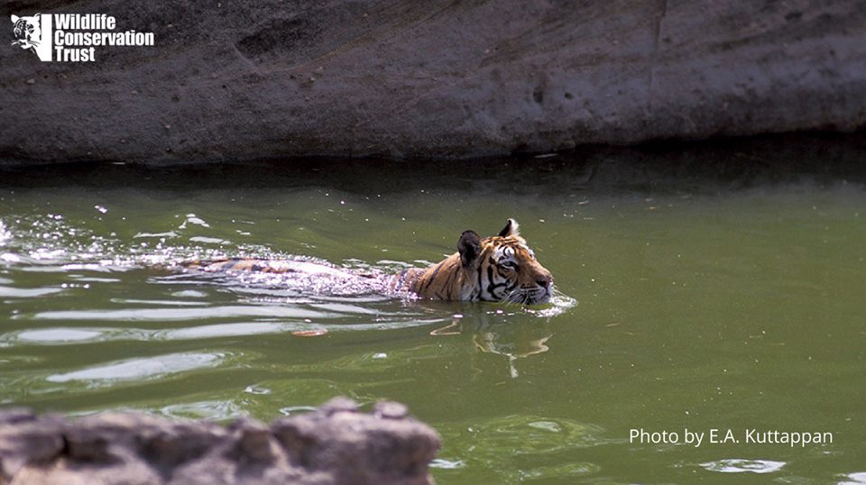 LetsTalkTigers - Wildlife Conservation Trust