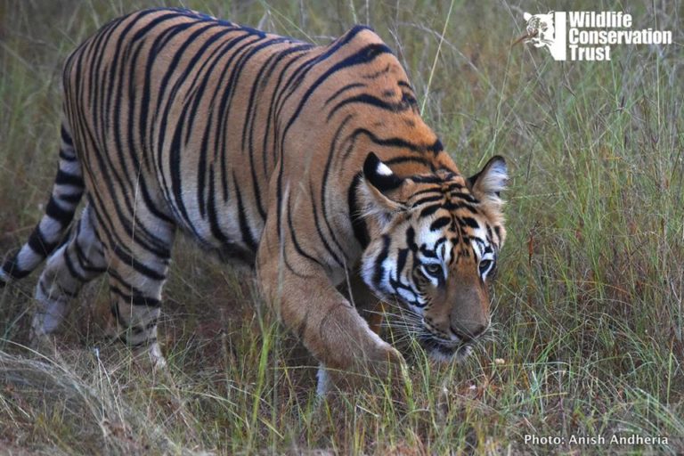 mike the tiger video ambush predator