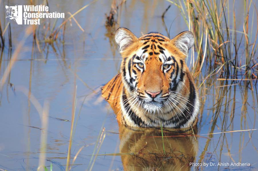 LetsTalkTigers - Wildlife Conservation Trust