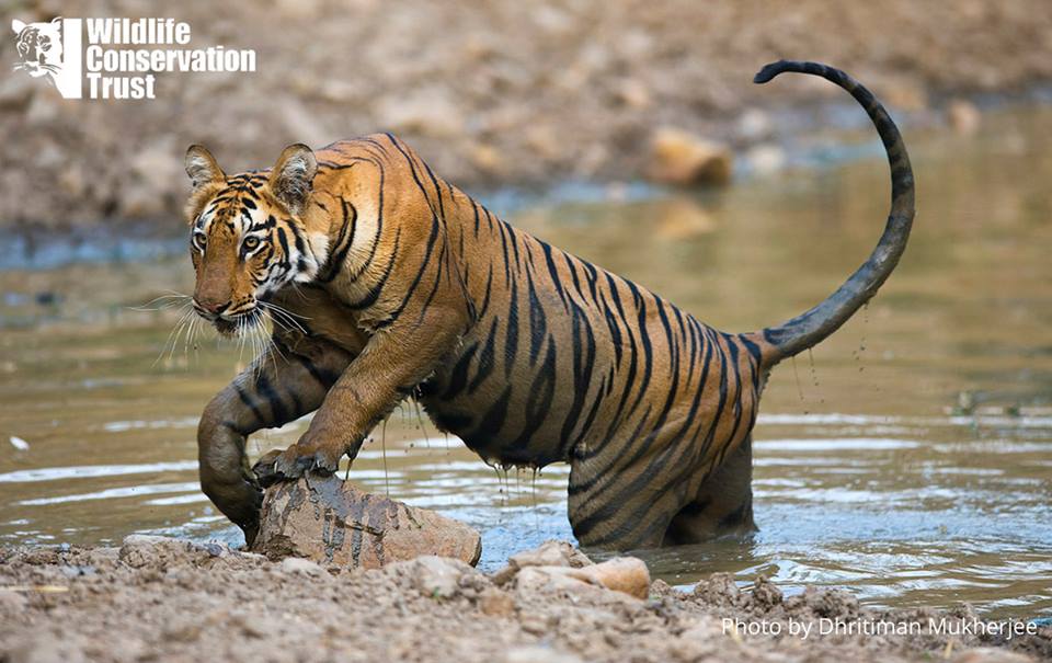 LetsTalkTigers - Wildlife Conservation Trust