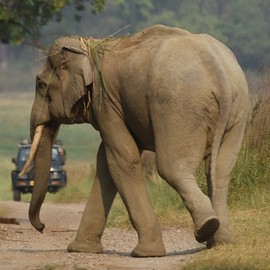 My Tusker Sighting in the Monsoons - WCT