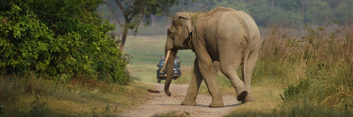 My Tusker Sighting in the Monsoons - WCT