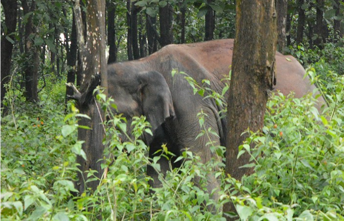 My Tusker Sighting in the Monsoons - WCT