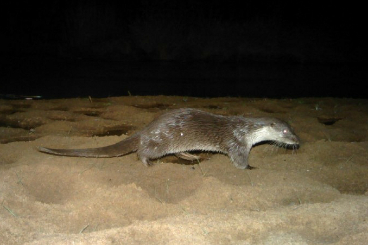 Press Release - Eurasian Otters found in India-WCT