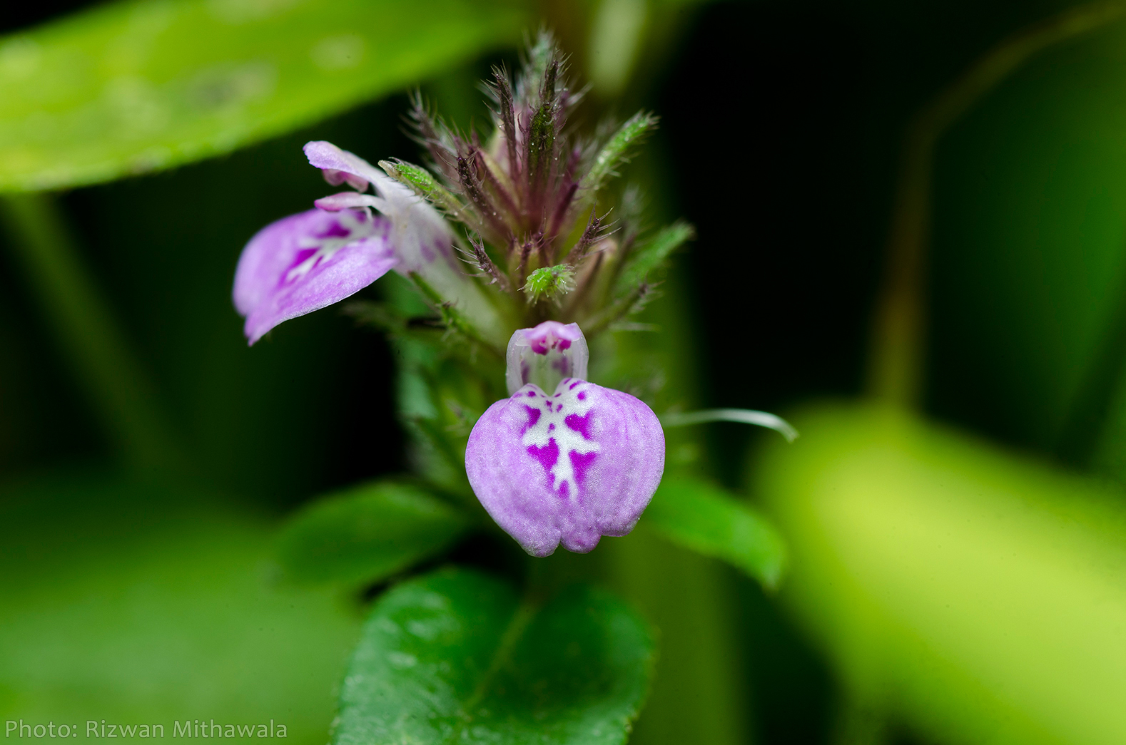 In Praise of Wildflowers