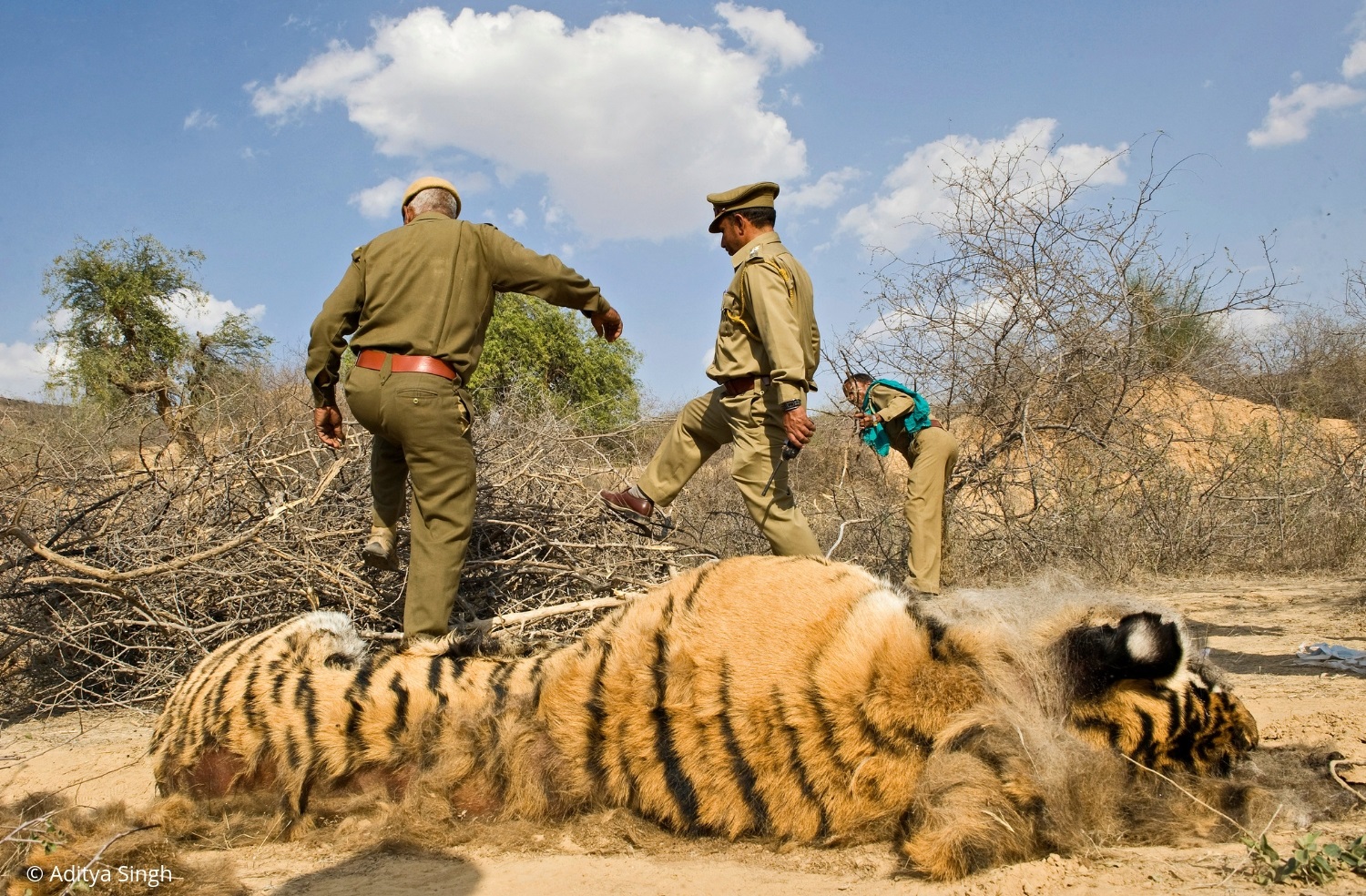 Law Enforcement - The Weak Link in Big Cat Protection - WCT