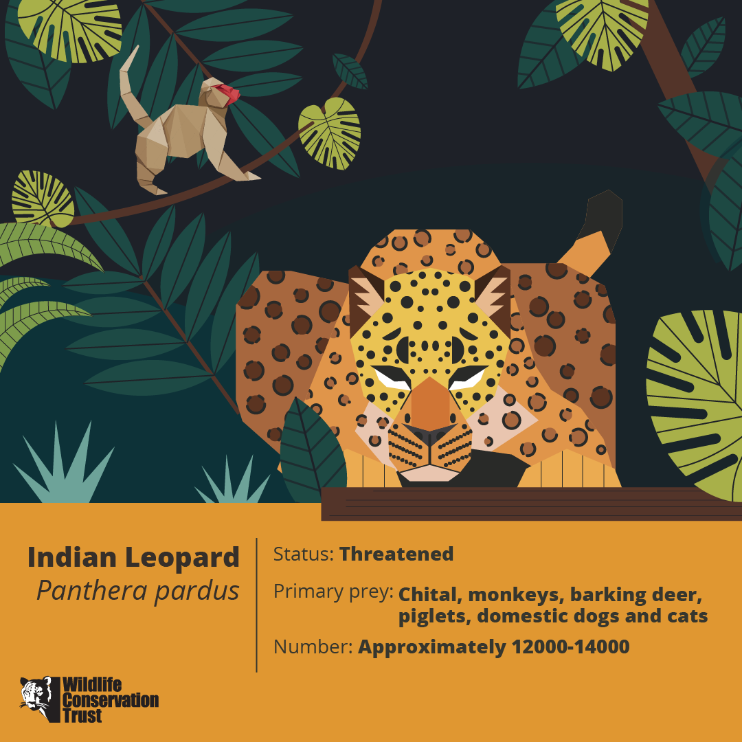 Wildlife Week - Leopard - WCT