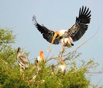 Catalysing Conservation - Painted Stork - WCT