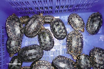 Catalysing Conservation - Catalysing Release of Confiscated Turtles - WCT