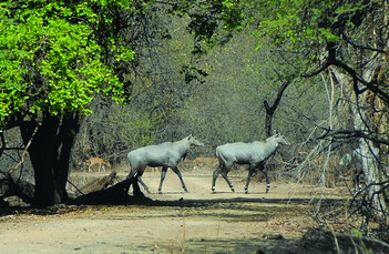 Catalysing Conservation - Ecological Assessment of Erstwhile Closed Areas - WCT