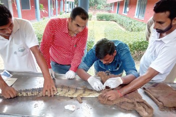 Catalysing Conservation - Facilitating Reintroduction of Gharial in Harike-Beas River System - WCT