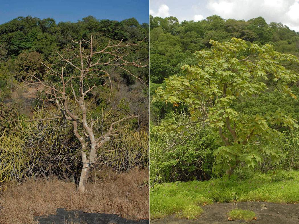 The tree remains leafless for more than six months. Leaves start falling in October, and most trees are completely bare by December. New leaves appear only by the end of May or early June.