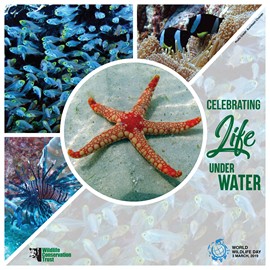 World Wildlife Day 2019 – Life below water - WCT