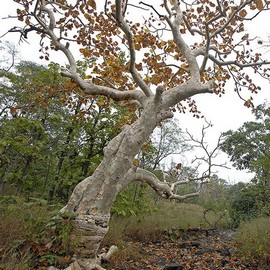 In Praise of the Ghost Tree - WCT