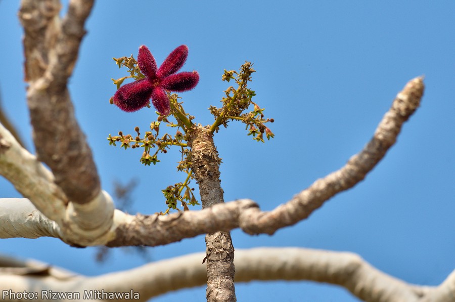 The tree is named after the stinging hairs on its flowers and fruits – Urens is Latin for stinging.