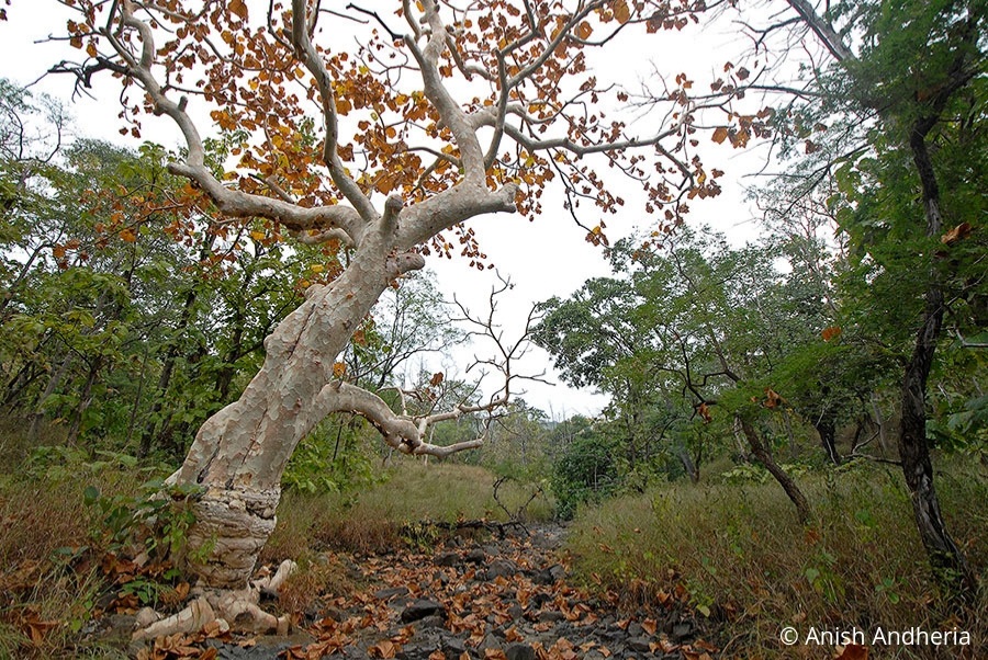 In Praise of the Ghost Tree - WCT