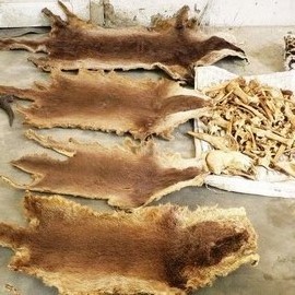 Forensics in Wildlife Crime Investigation - WCT