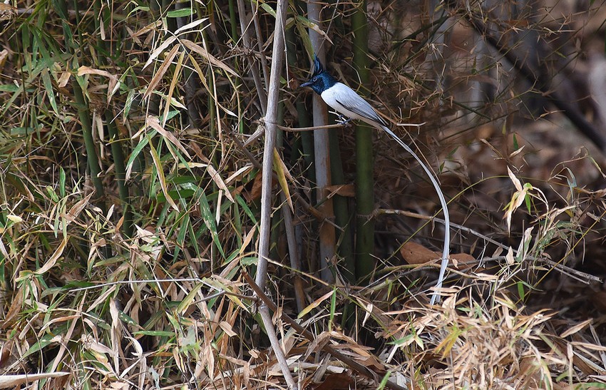 A pair of white ribbons dancing in the air – that’s how my mind read the image as the bird hovered briefly, its long tail feathers fluttering like party streamers, before it dashed into the bamboo clump. This was the Indian Paradise Flycatcher.