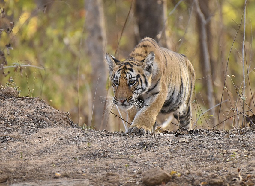 The guide shook my arm and broke the spell, only to direct my eyes to more amazement. While a chital stag idly sipped at the water’s edge, a tiger cub had appeared over the mound behind it.