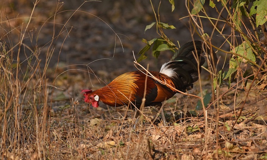 Birding in Tigerland