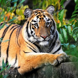 India’s rising tiger figures - WCT