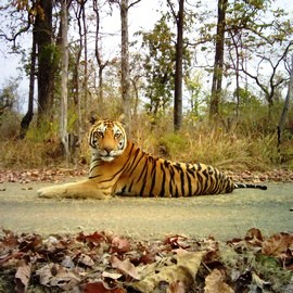 Monitoring Tigers Beyond Tiger Reserves - WCT