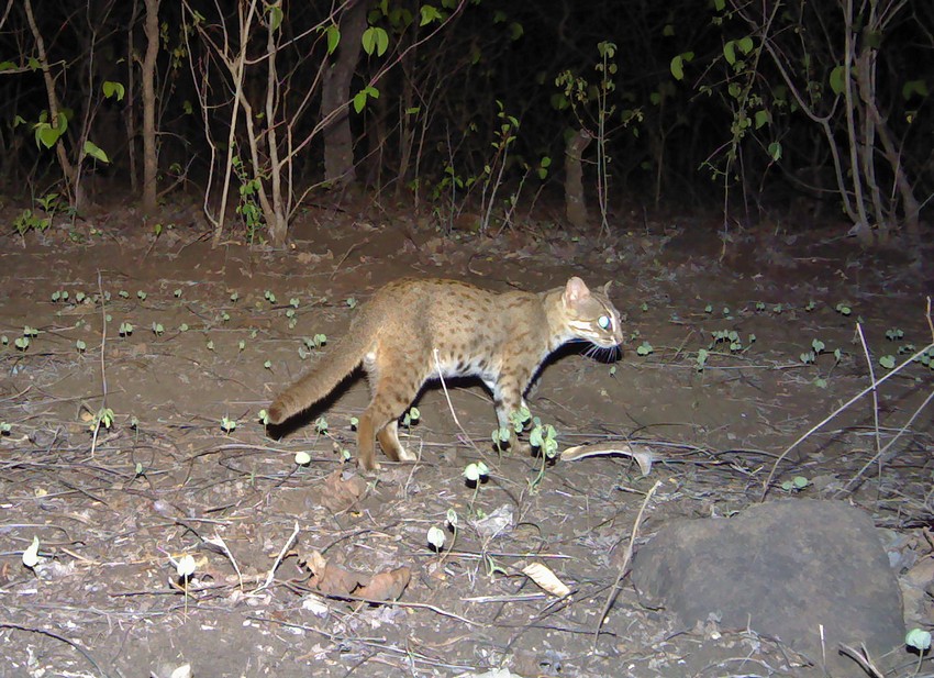 Monitoring Tigers Beyond Tiger Reserves - WCT