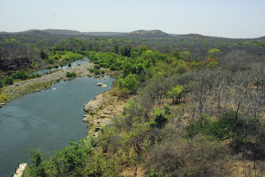 Gir Forest