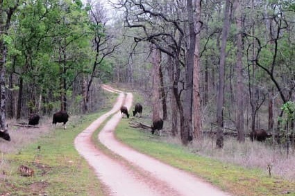 Conservation In Nature - Wildlife Conservation Trust