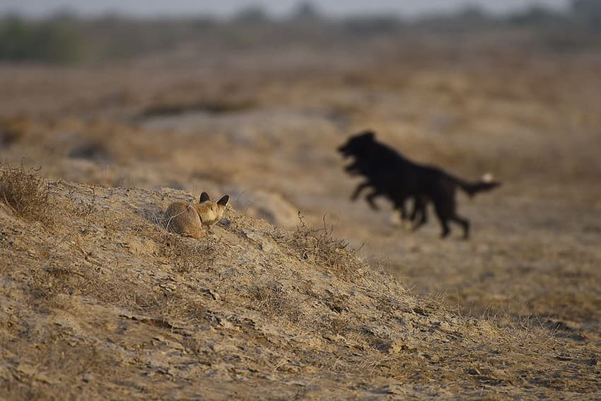 Man’s best friend, wildlife’s NEW foe!