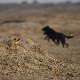 Man’s best friend, wildlife’s NEW foe!