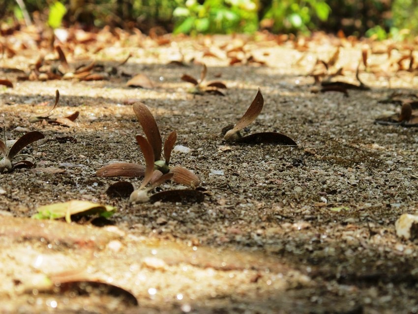 Conservation Behaviour