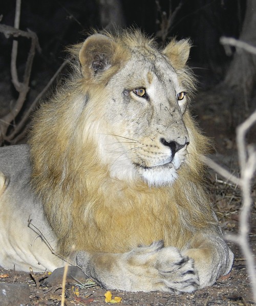 Asiatic Lion