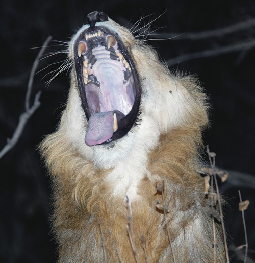 Asiatic lion yawning