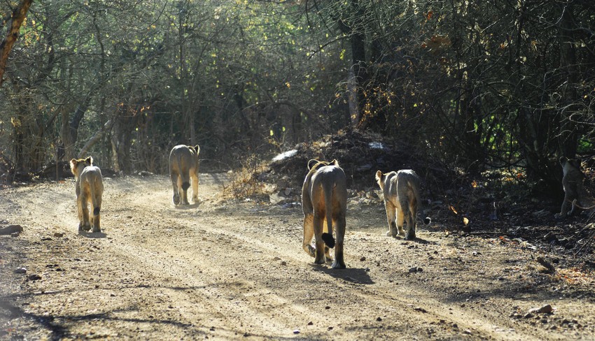 The Lions’ Last Walk 