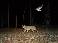 Wildlife Conservation Trust’s Camera Trapping Outside Protected Areas