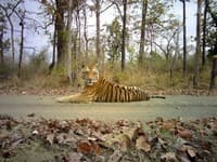 Monitoring Tigers Beyond Tiger Reserves