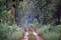 Protecting Our Protectors – Health Challenges Faced By India’s Frontline Forest Staff