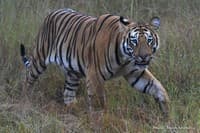 WCT is hosting a consultation to promote inter-state collaboration on tiger conservation