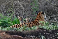 Protecting corridors key to increasing tiger numbers