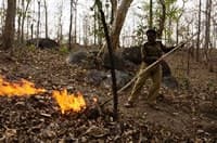 Focus on quality of life, mental health of Forest Guards: Study