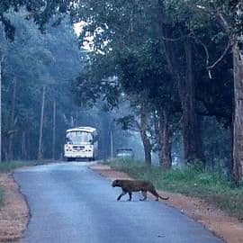 A leopard crosses a highway in Southern India.