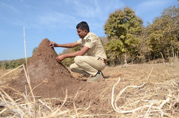 Dinesh Kendre, a forest guard posted in the core of the Melghat Tiger Reserve, is living his dream of doing work that truly makes a difference